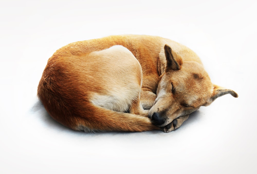 un chien brun dormant sur un sol blanc