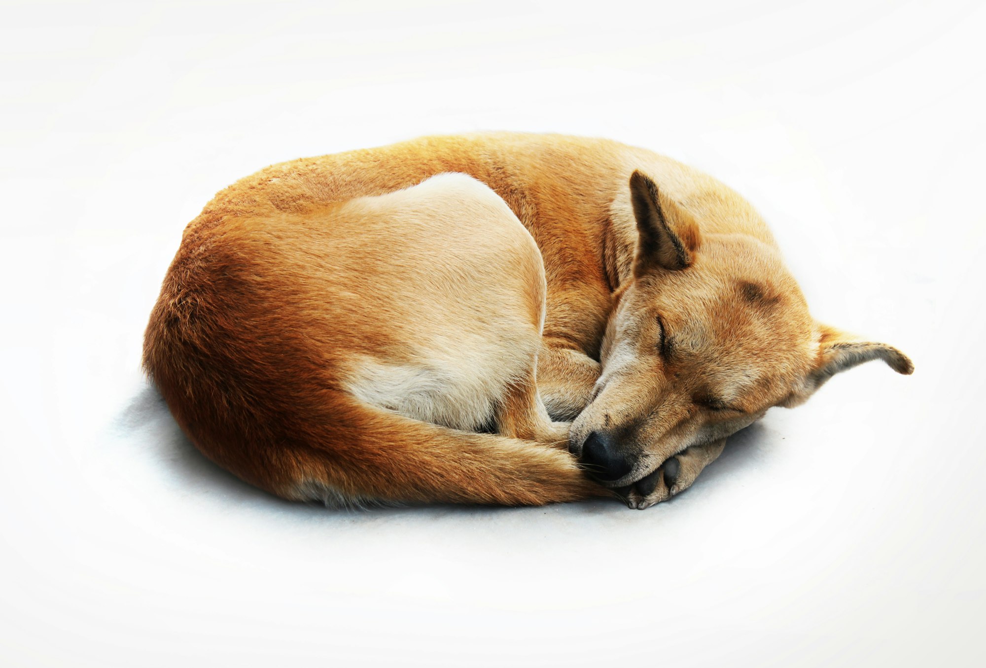 A sleeping dog ( isolated )