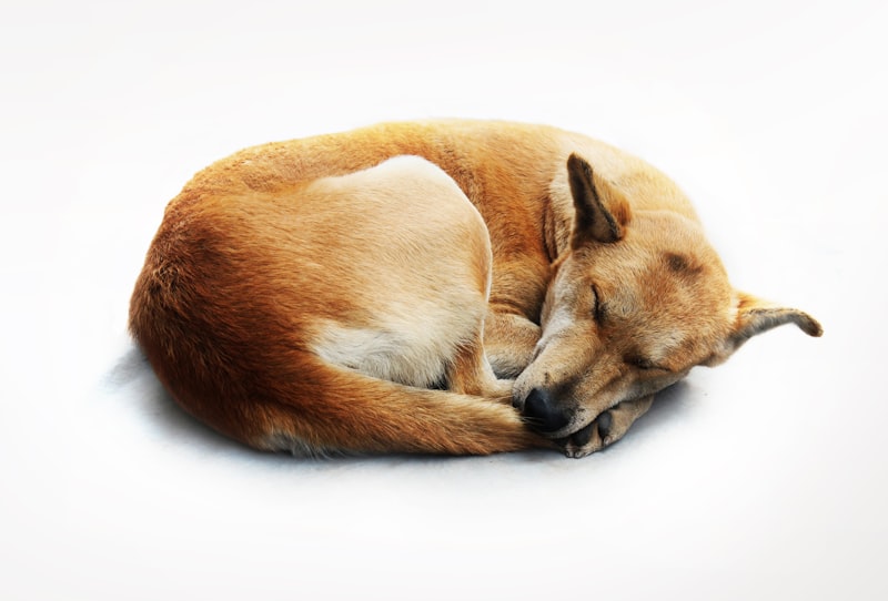 Professional Pet Sitting in Mount Laurel NJ: Ensuring Your Pet's Safety Amidst Summer Heat