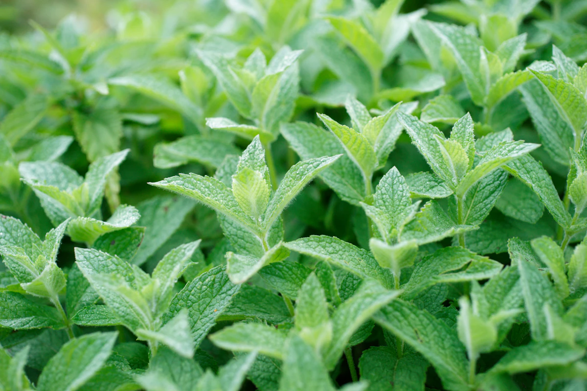 Peppermint Vilayati Pudina Growing India — Medicinal Menthol Herb Encyclopedia