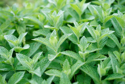 Peppermint Vilayati Pudina Growing India — Medicinal Menthol Herb Encyclopedia
