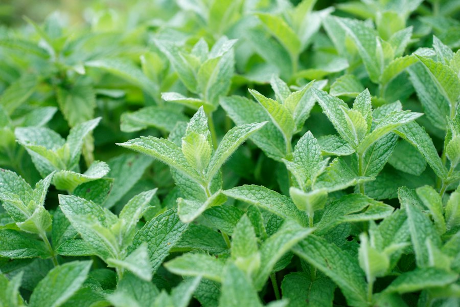 Gel de Douche Énergisant Menthe Eucalyptus Feel Natural produits de salle de bain