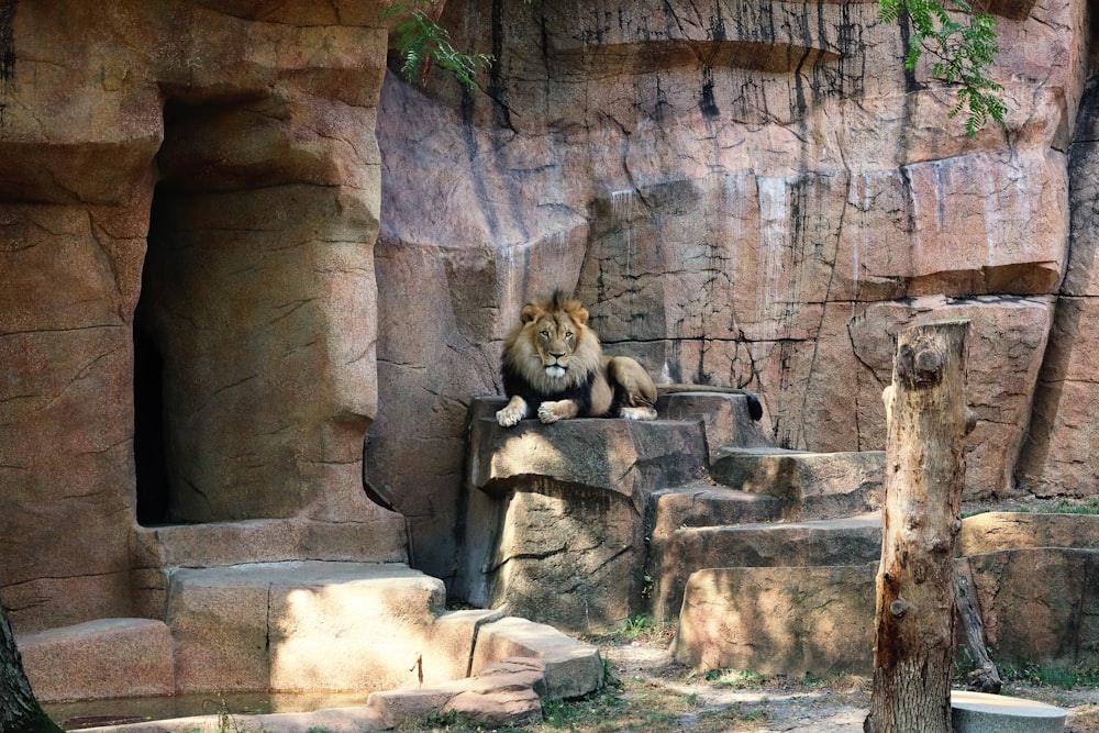 Un león está sentado en una repisa de roca
