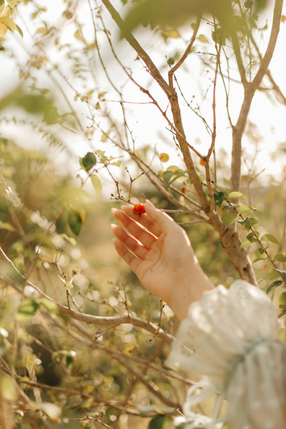 a woman in a white dress is picking berries from a tree