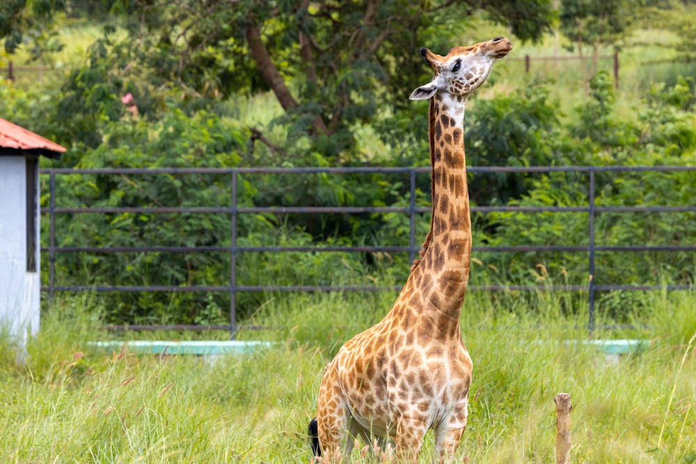 Eine Giraffe steht auf einem Feld aus hohem Gras