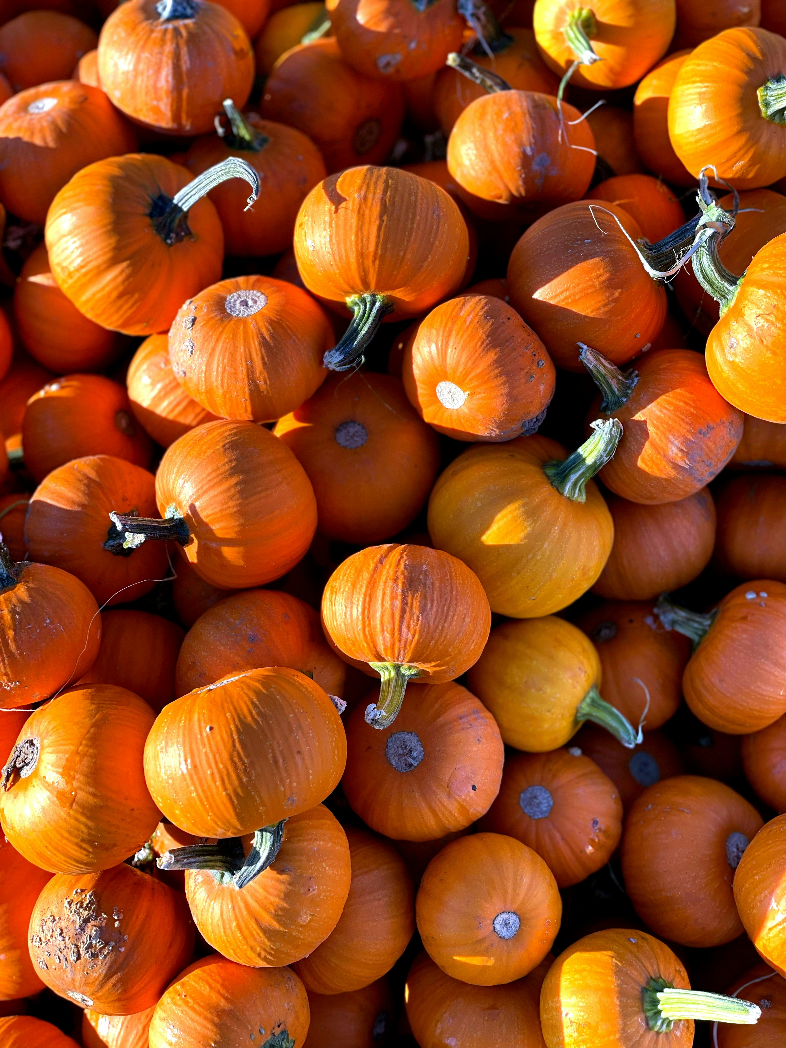 ein Haufen orangefarbener Kürbisse, die übereinander sitzen