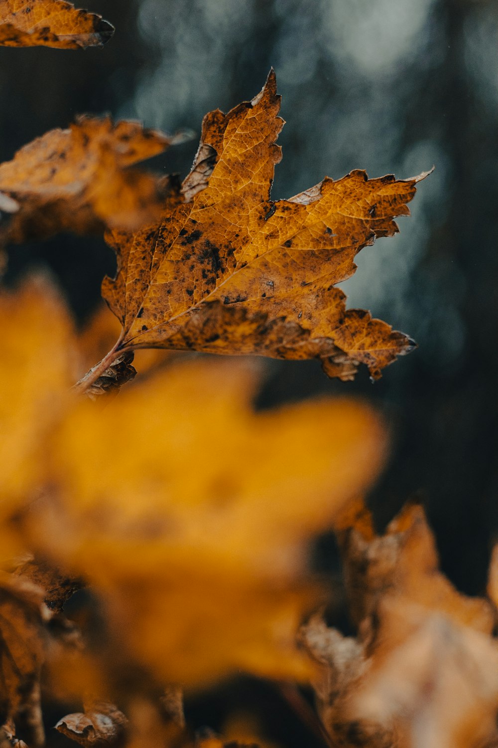 a close up of a leaf on a tree