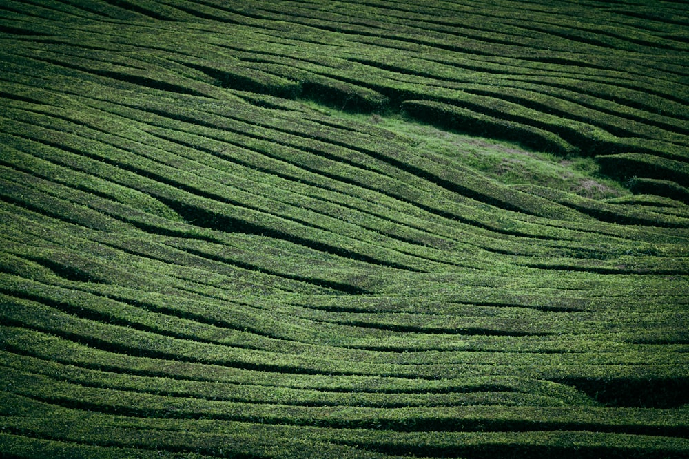 a green field with wavy lines in the grass