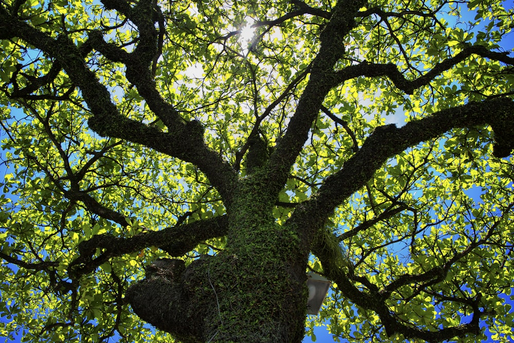 a large tree with lots of green leaves