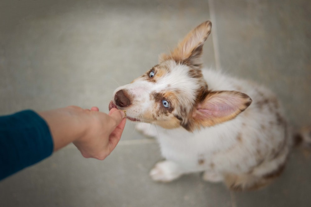 a small dog being fed by a person