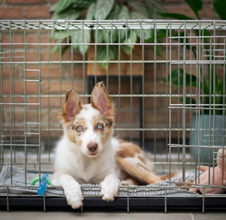 a brown and white dog inside of a cage