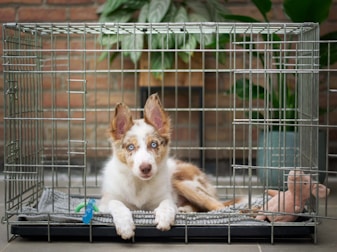 a brown and white dog inside of a cage