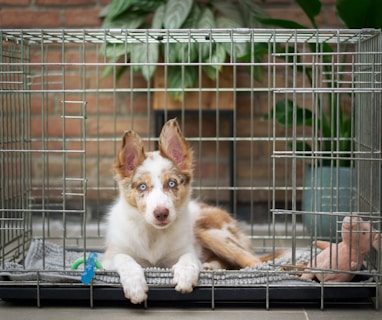 dog in crate training