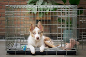 a brown and white dog inside of a cage