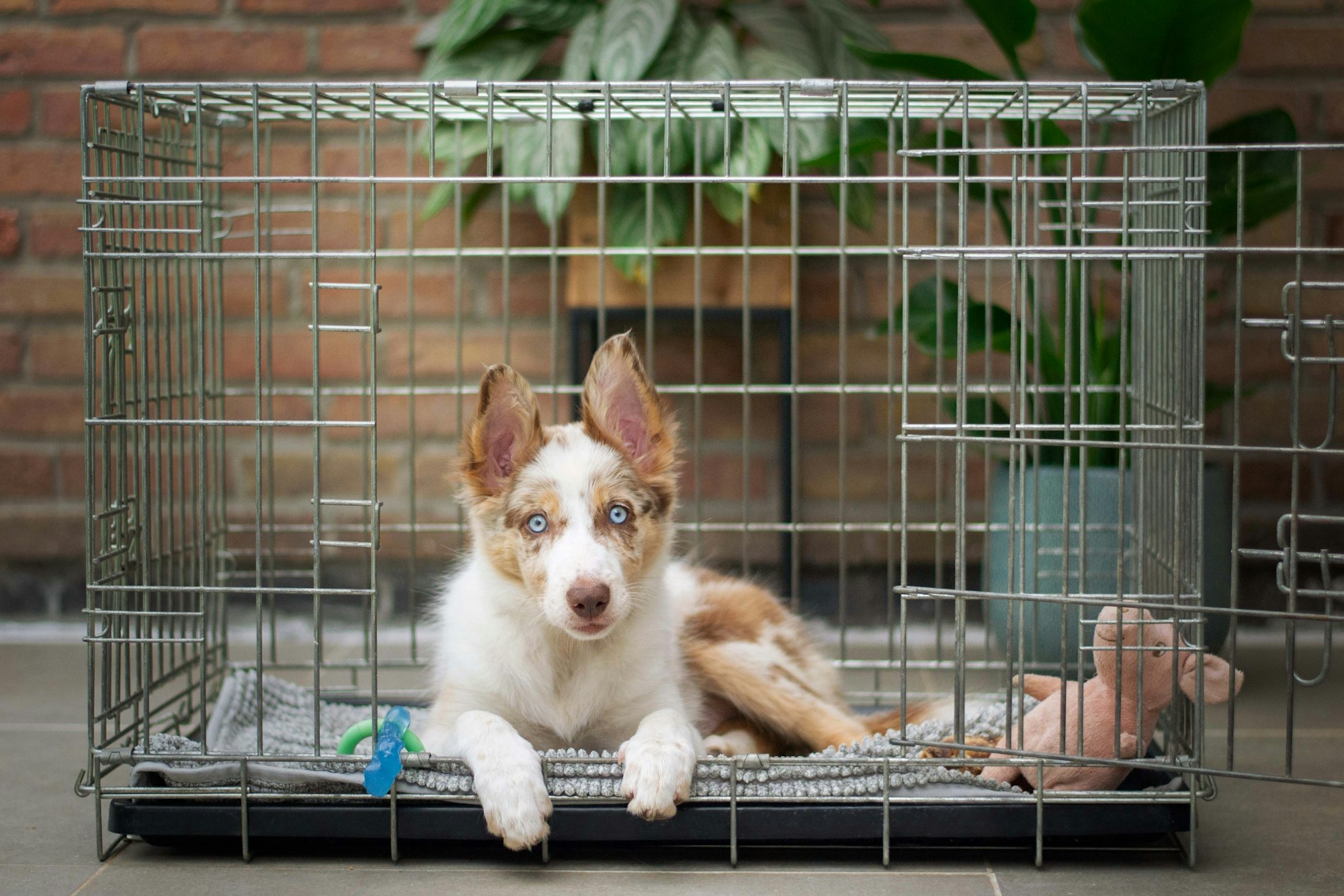 crate training your adopted or rescue dog