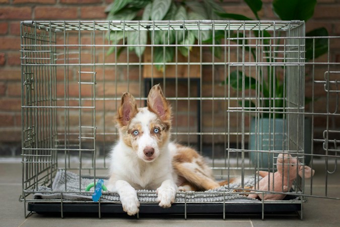 Red merle puppy with blue eyes lying on a gray mat inside a wire crate, a toy beside it, in front of a brick wall