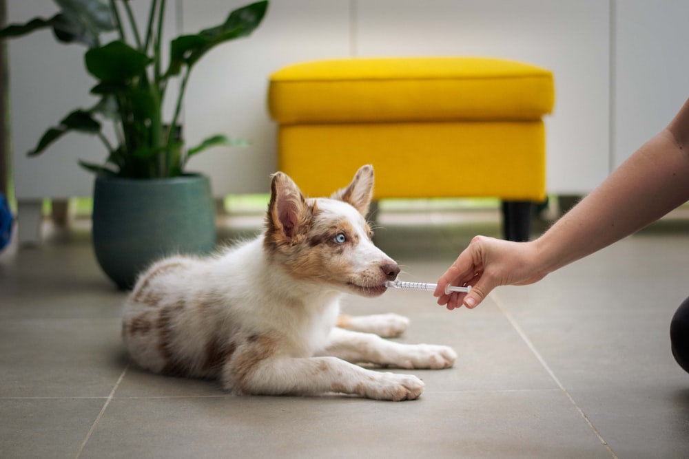 a dog laying on the floor with a person holding a stick