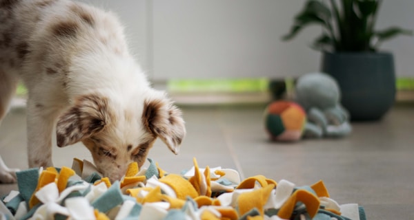 Puppy sniffing - Sniffing mat