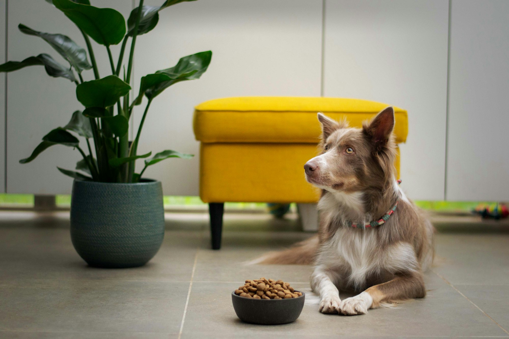 a brown and white dog sitting next to a bowl of food