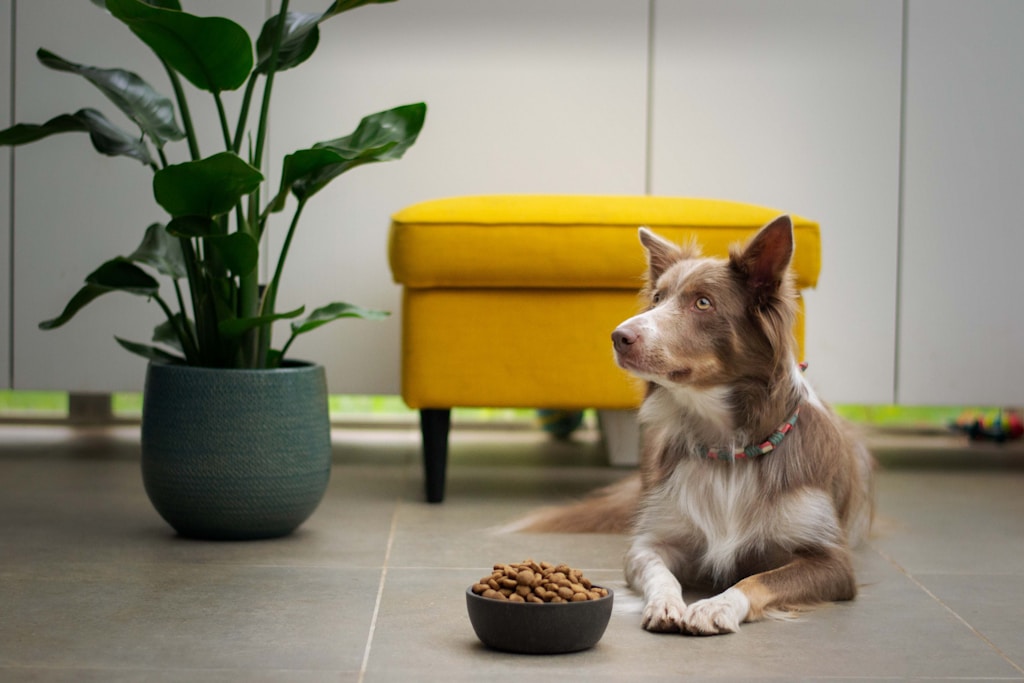 Non-Slip Feeding Bowl
