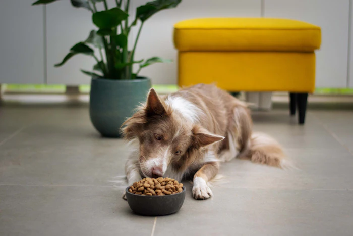 Perro comiendo croquetas de un plato