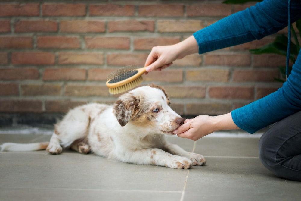 a person is brushing a dog's teeth with a brush