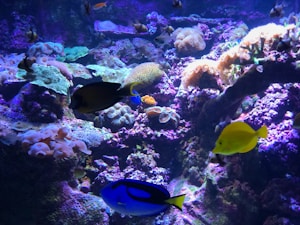 Vibrant Coral Fish