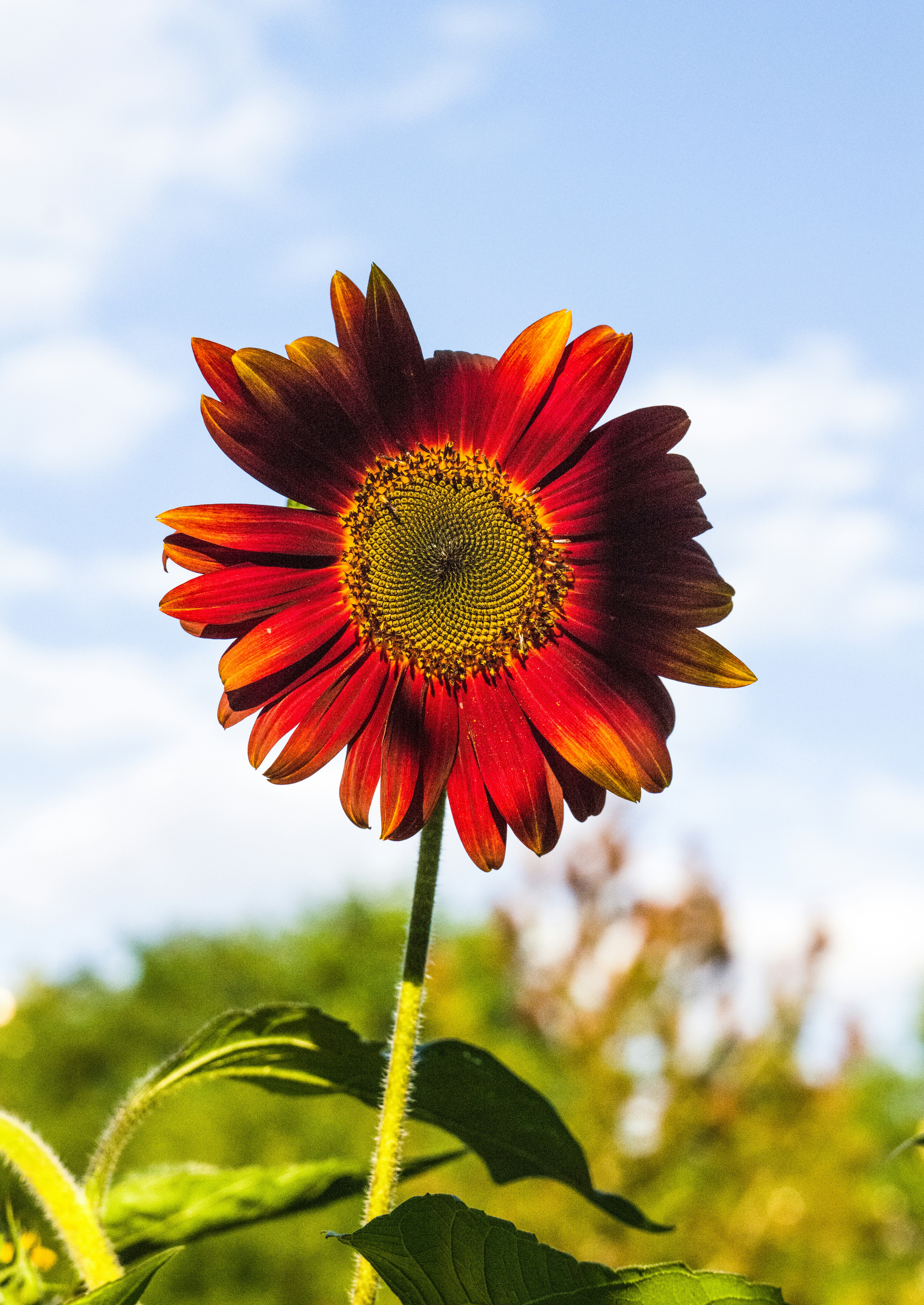 Photo by georgeiermann