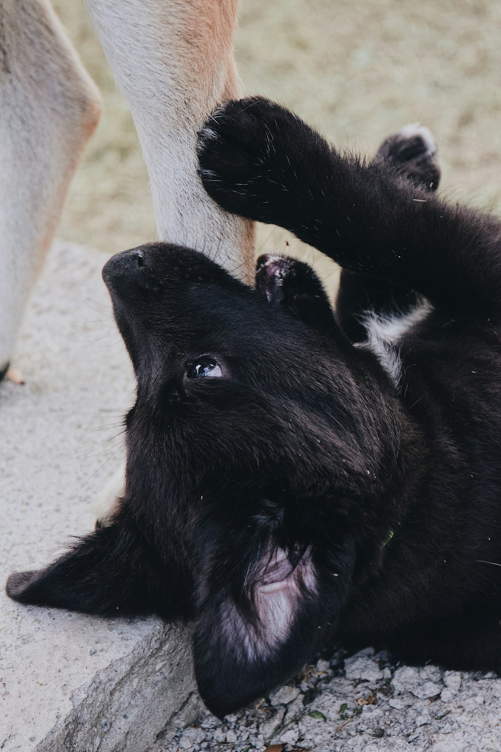 a black dog laying on its back on the ground