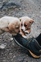 two puppies playing with a shoe on the ground