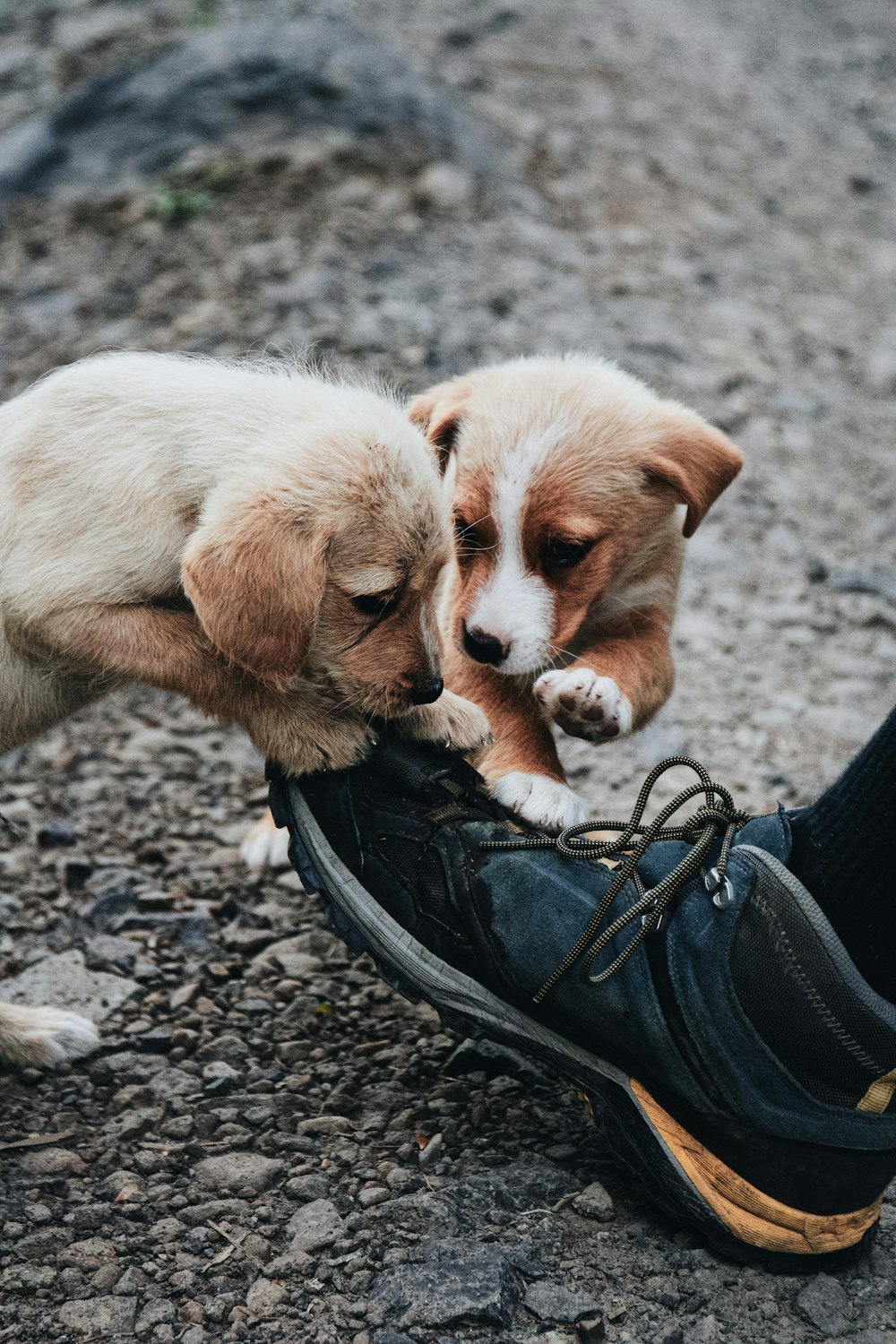 two puppies playing with a shoe on the ground