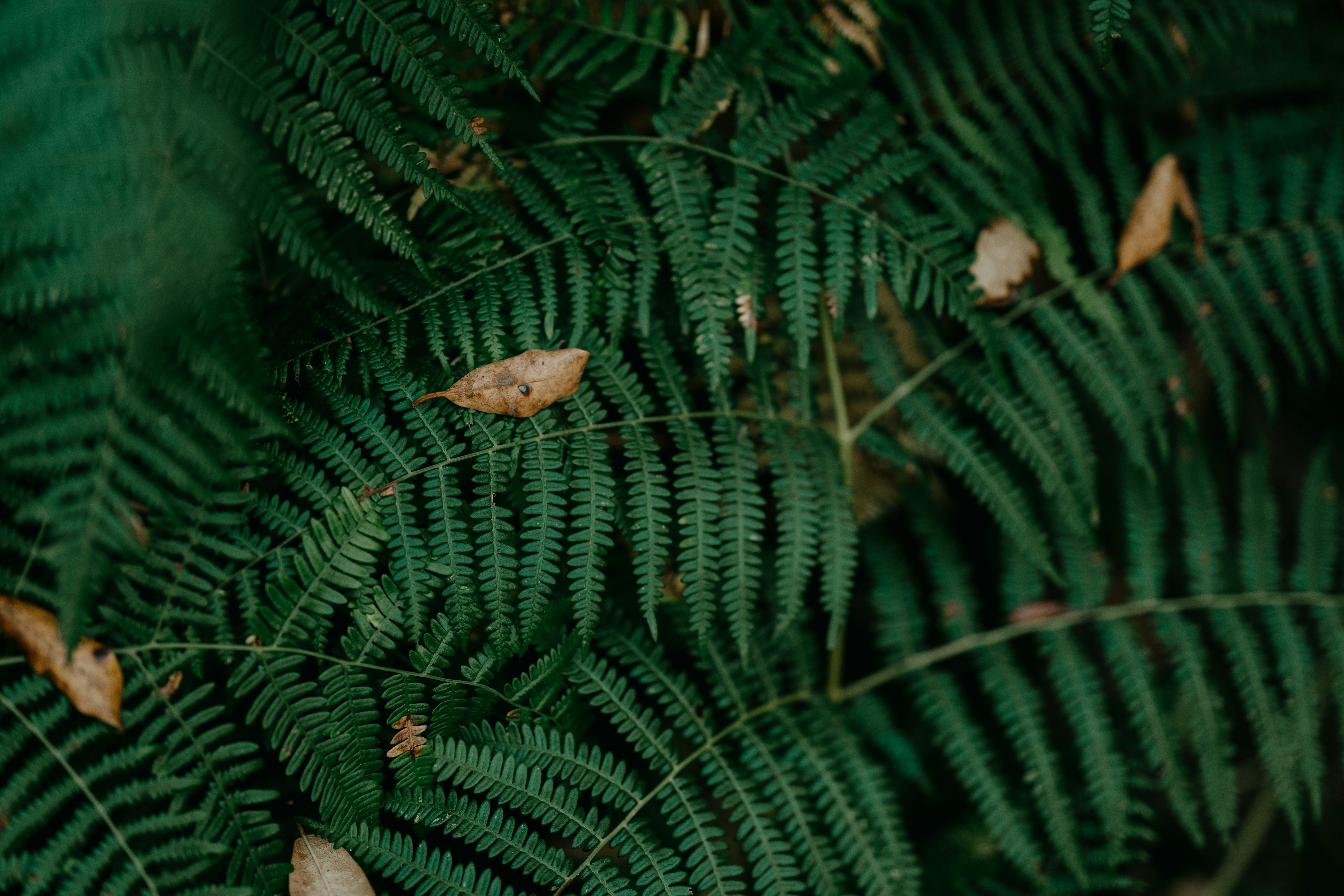 Photo by anniespratt