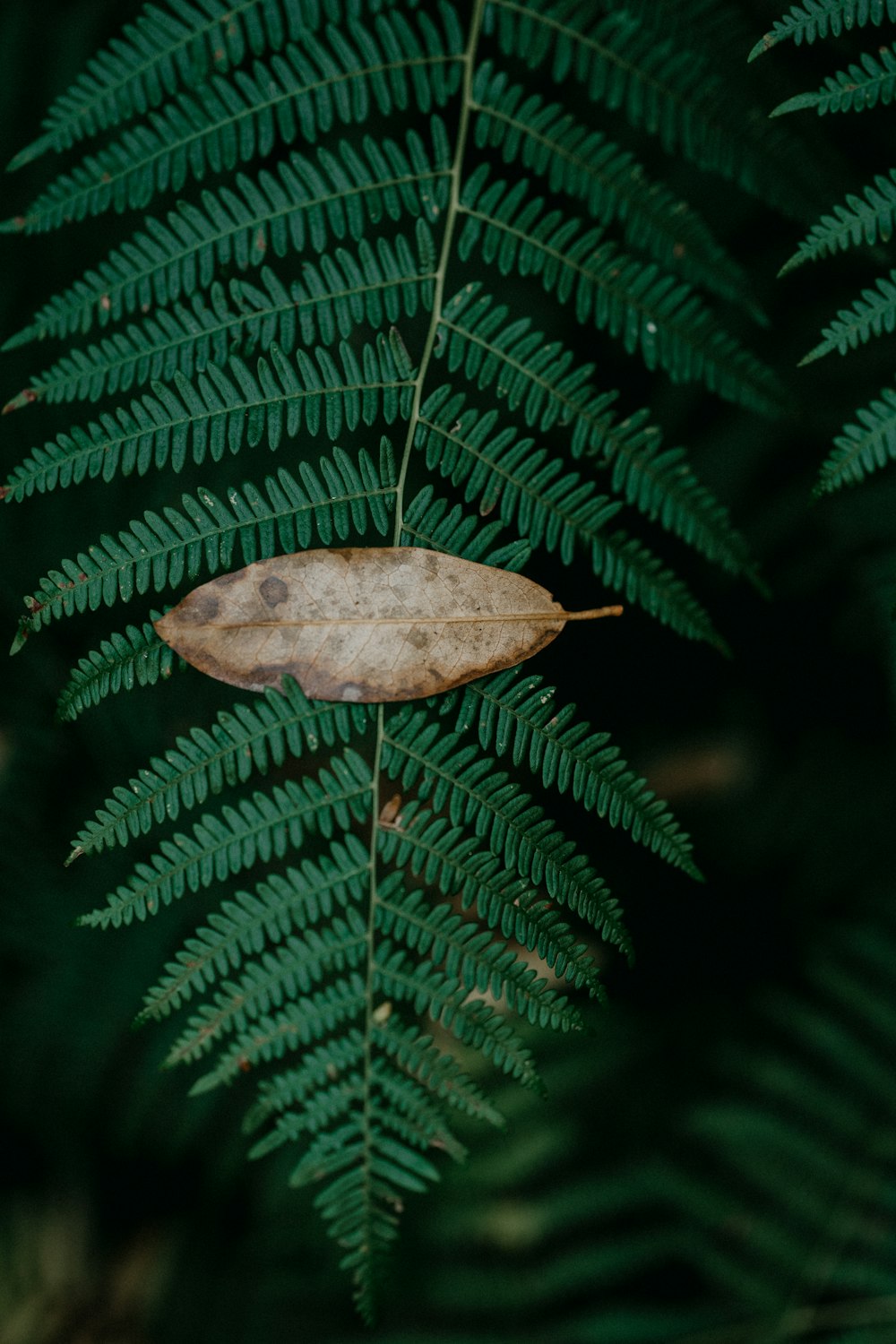 a leaf that is sitting on a branch