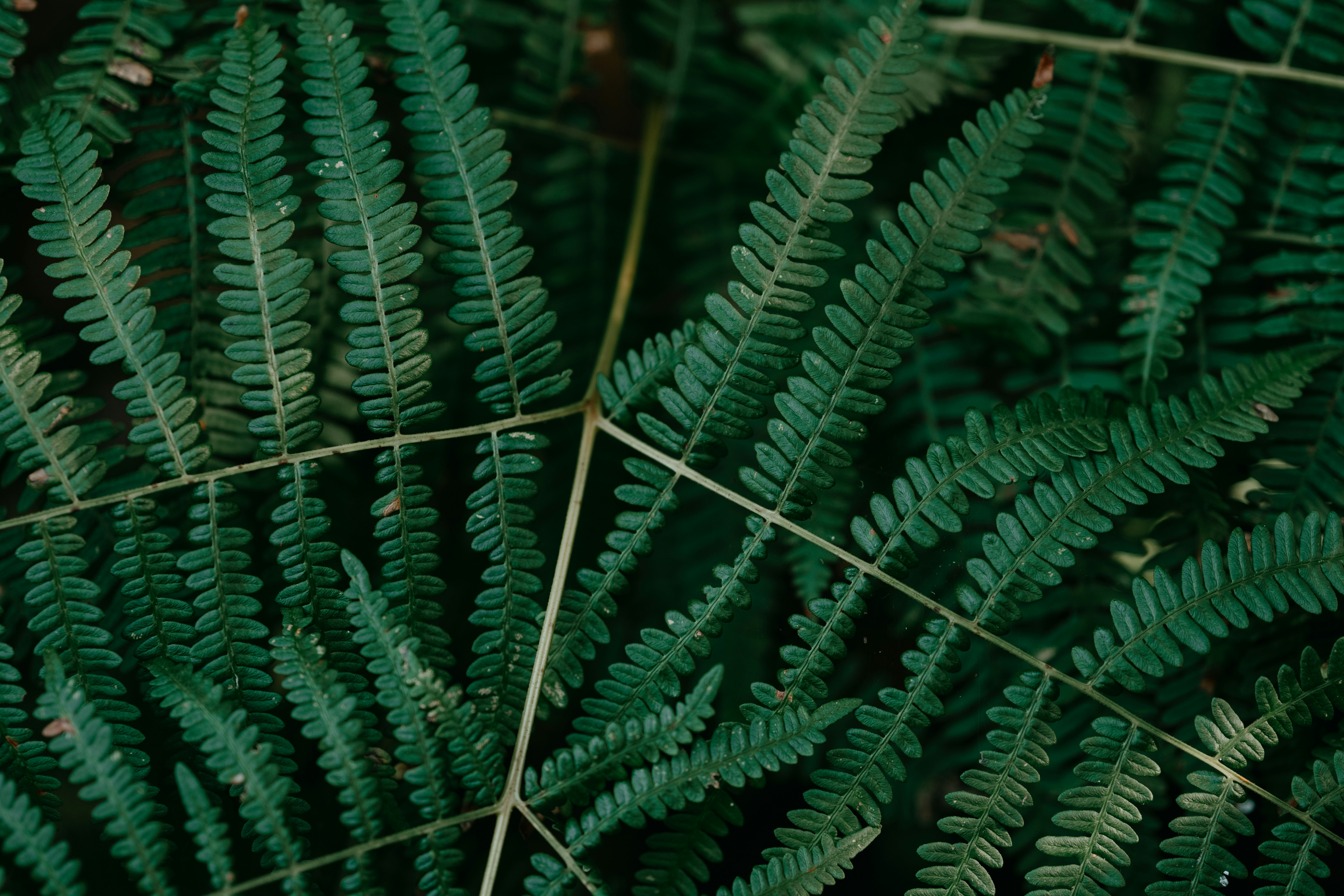 Photo by anniespratt