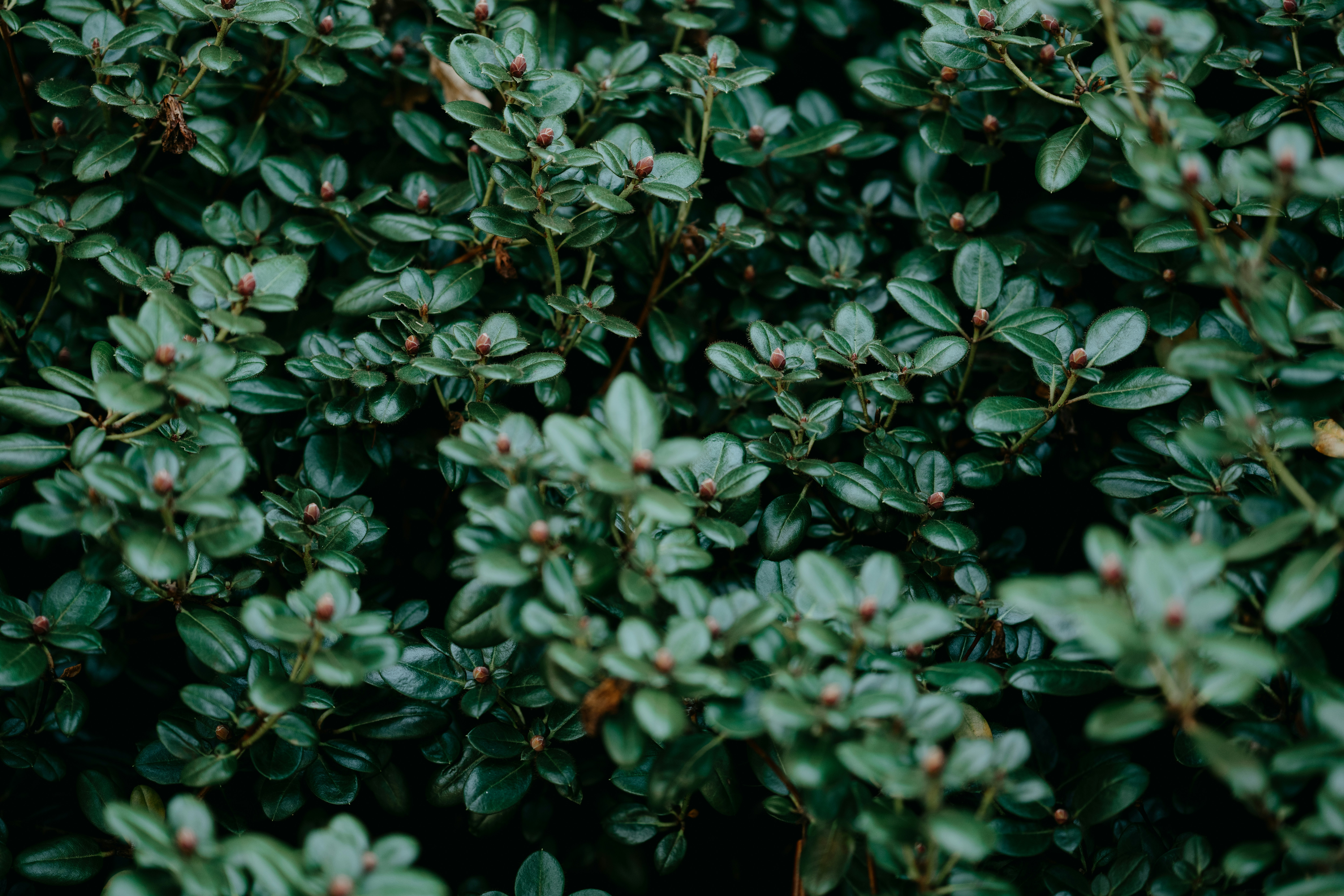 Photo by anniespratt