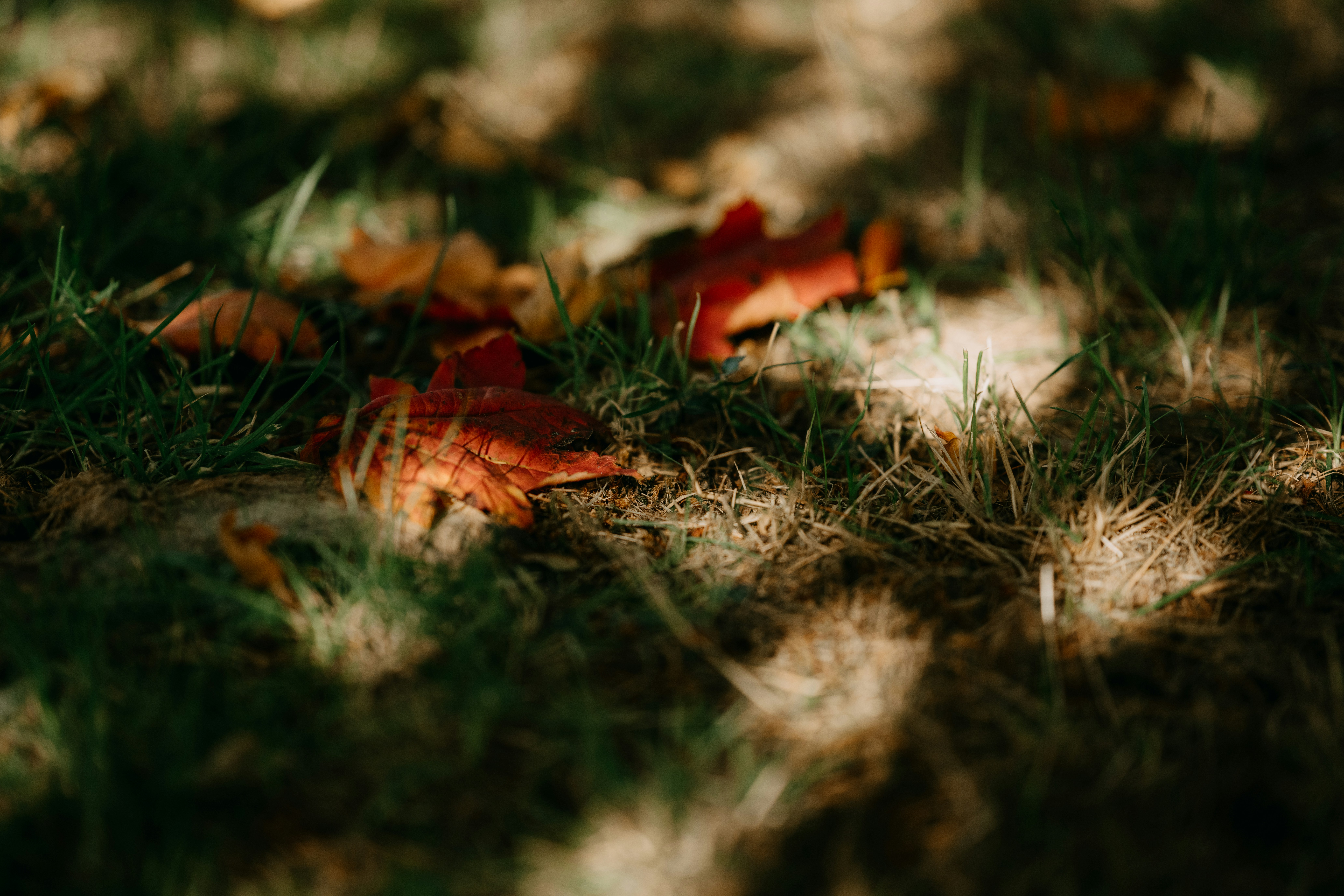 Photo by anniespratt