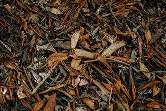a close up of a bunch of leaves on the ground