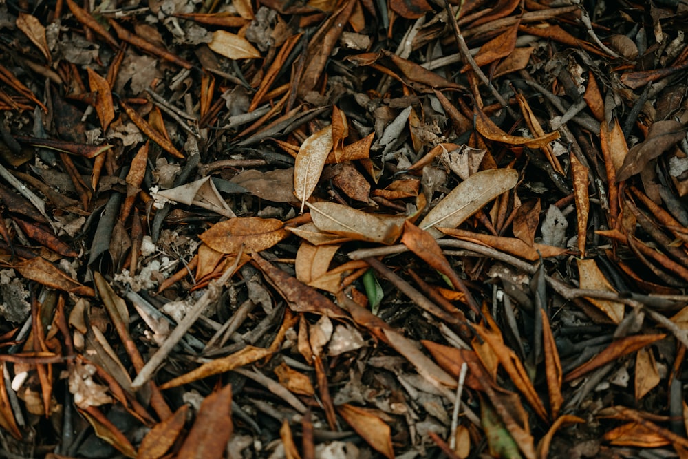 a close up of a bunch of leaves on the ground