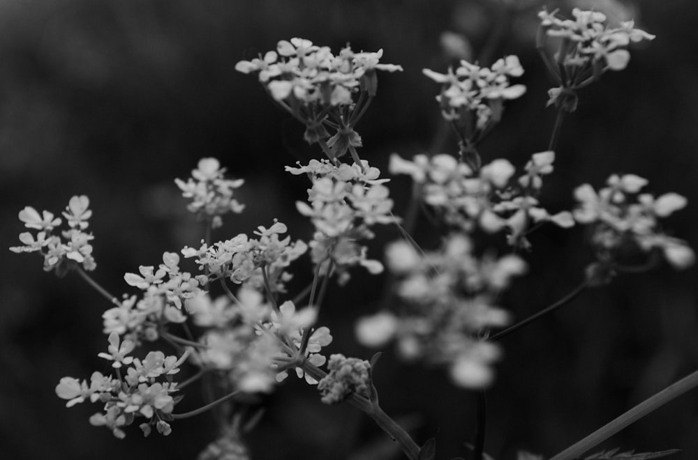 a black and white photo of a bunch of flowers