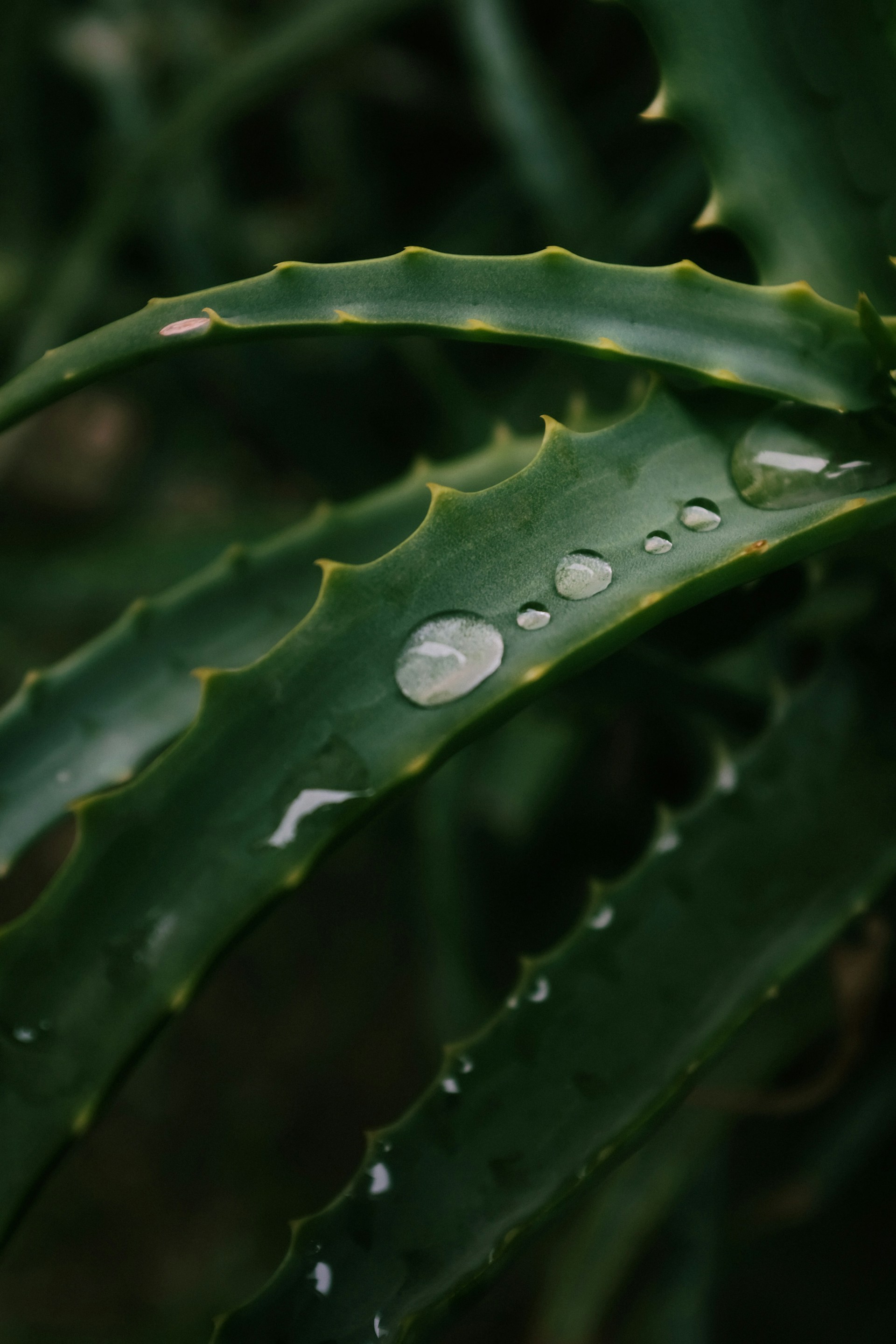a close up of a plant with water droplets on it