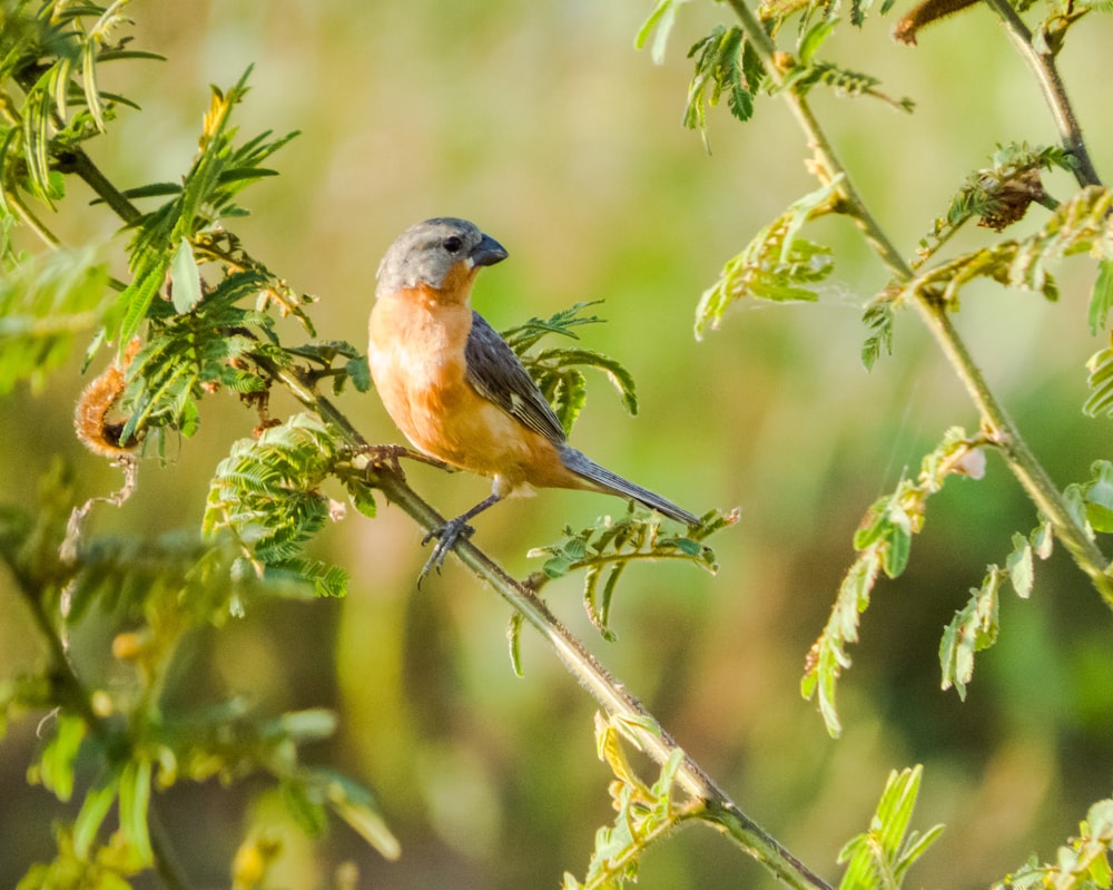 a small bird perched on a branch of a tree