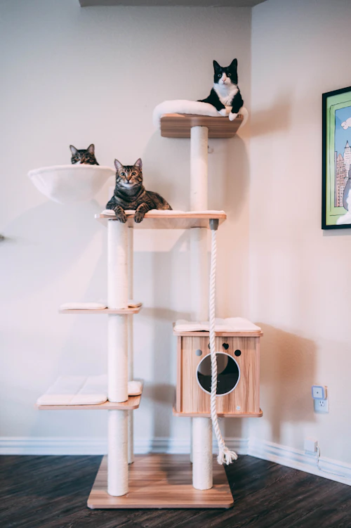 Dua kucing di atas cat tree