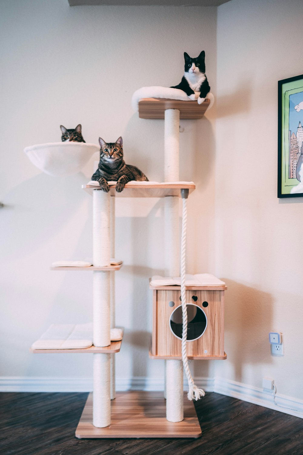 two cats sitting on top of a cat tree