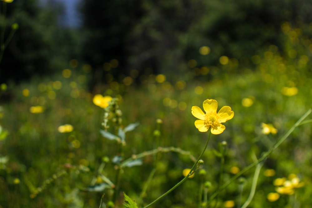 a yellow flower in a field of green grass