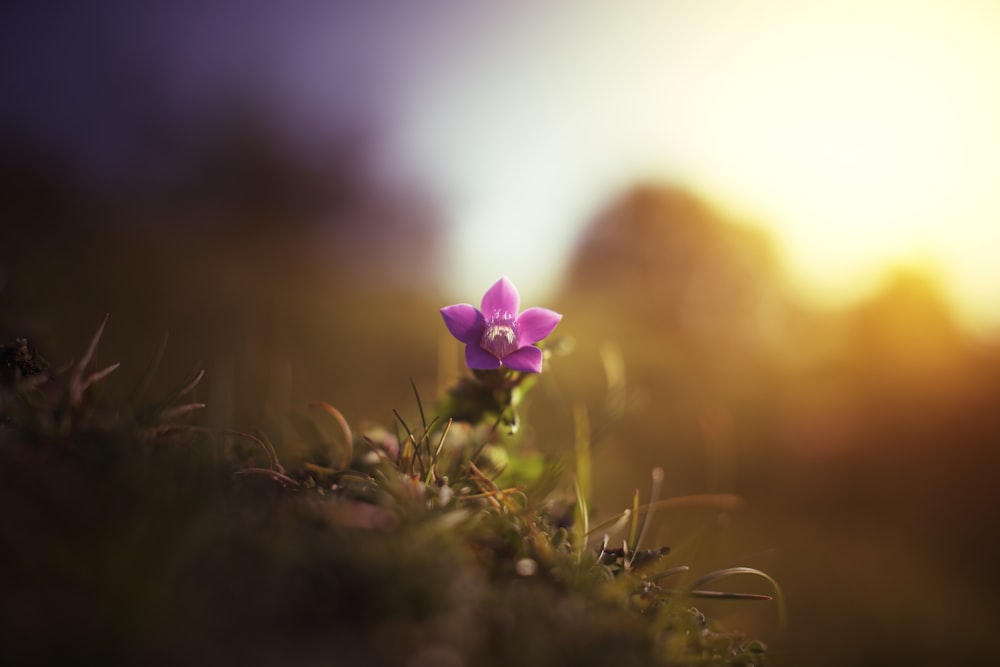 a small purple flower sitting on top of a lush green field