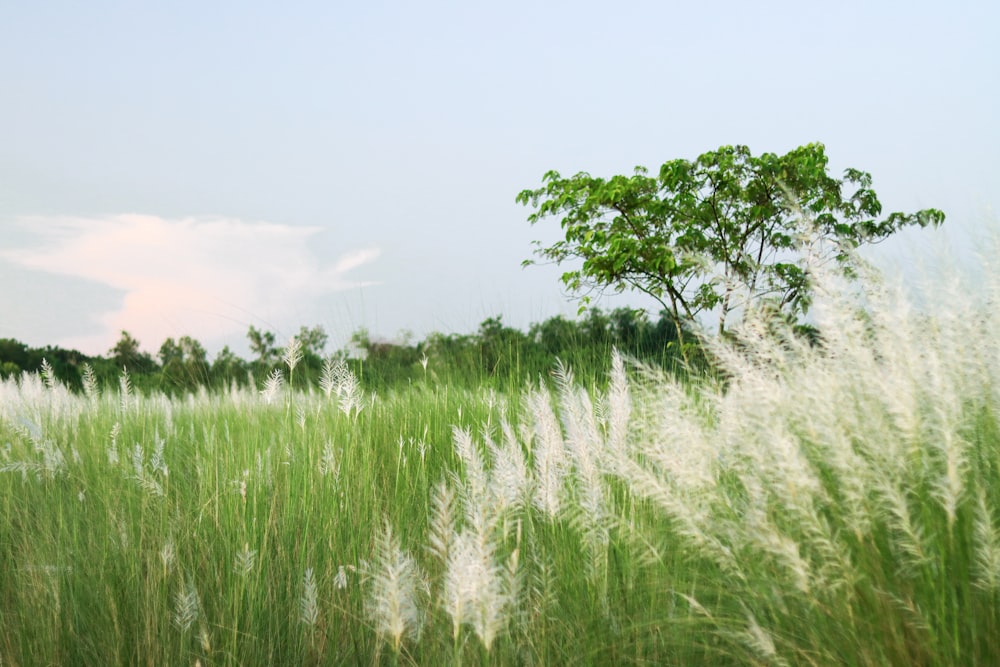 a field of tall grass with a tree in the background