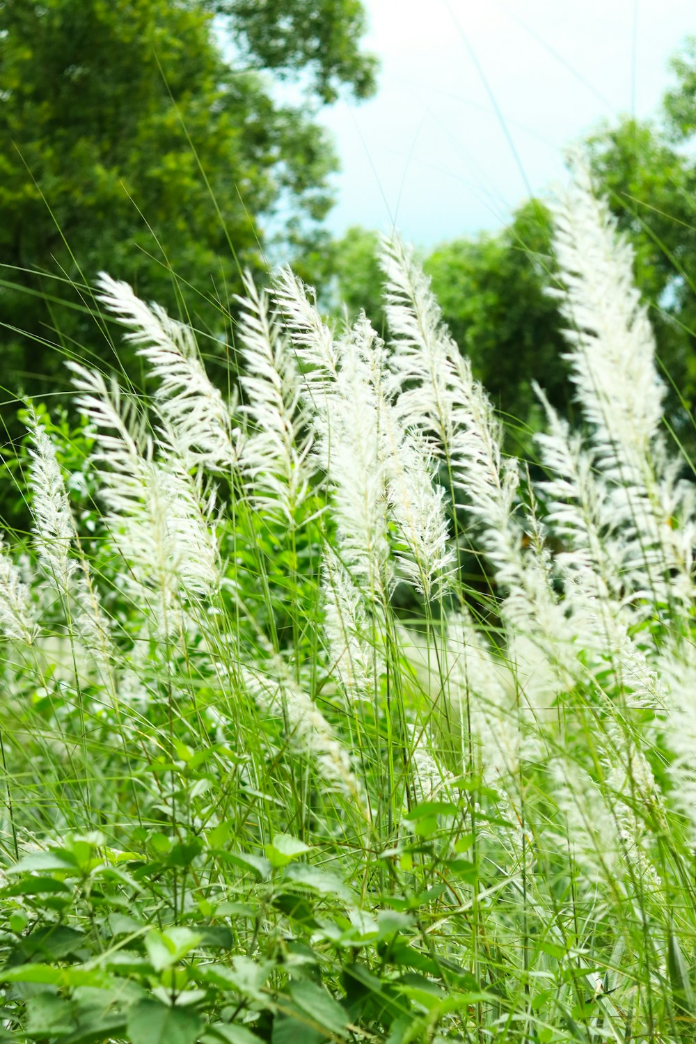 a field of tall grass with trees in the background