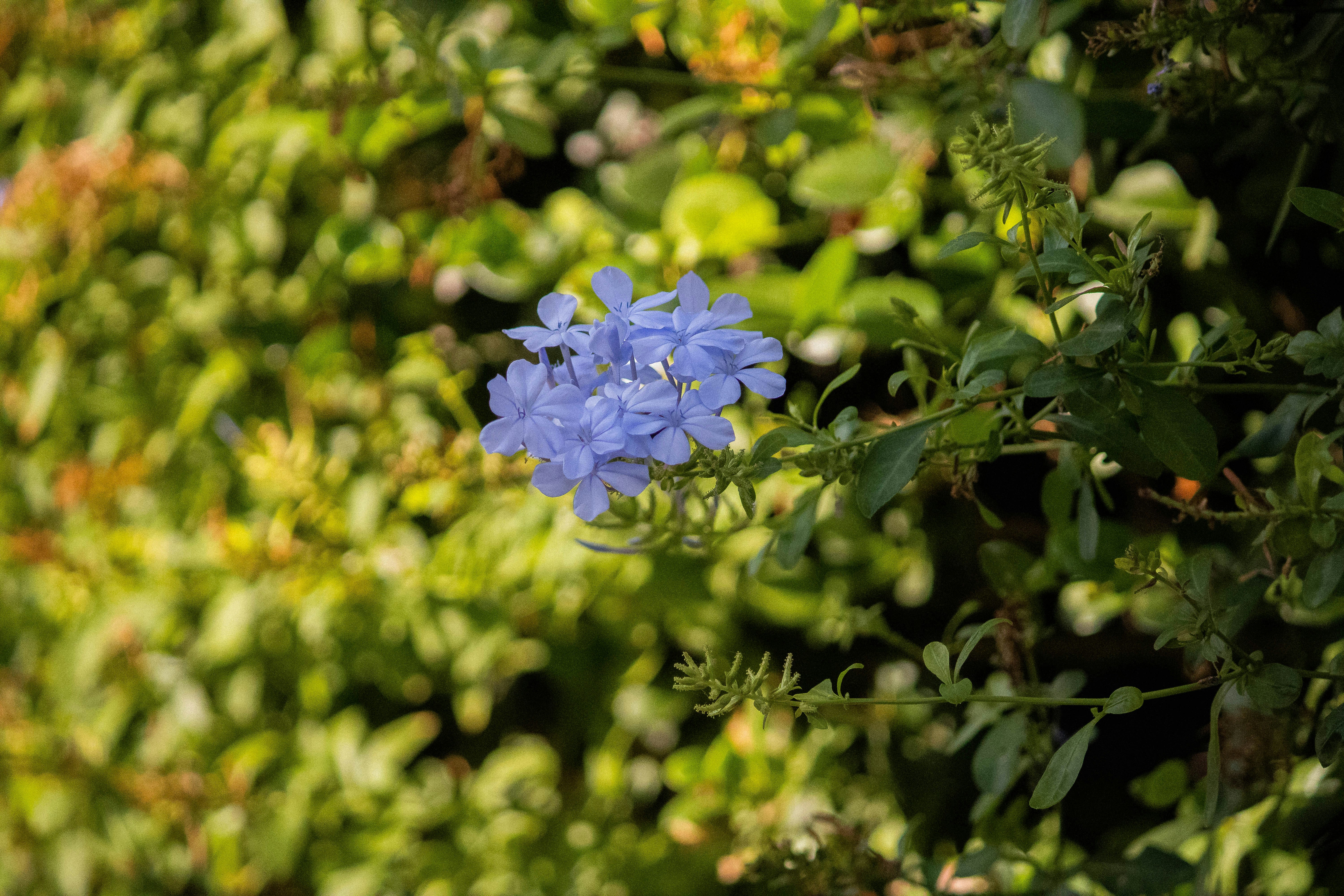 Photo by itaypeer