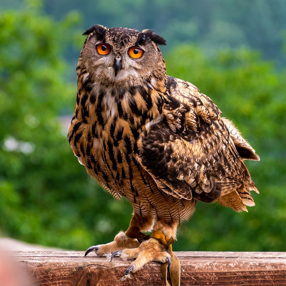 an owl sitting on top of a wooden fence