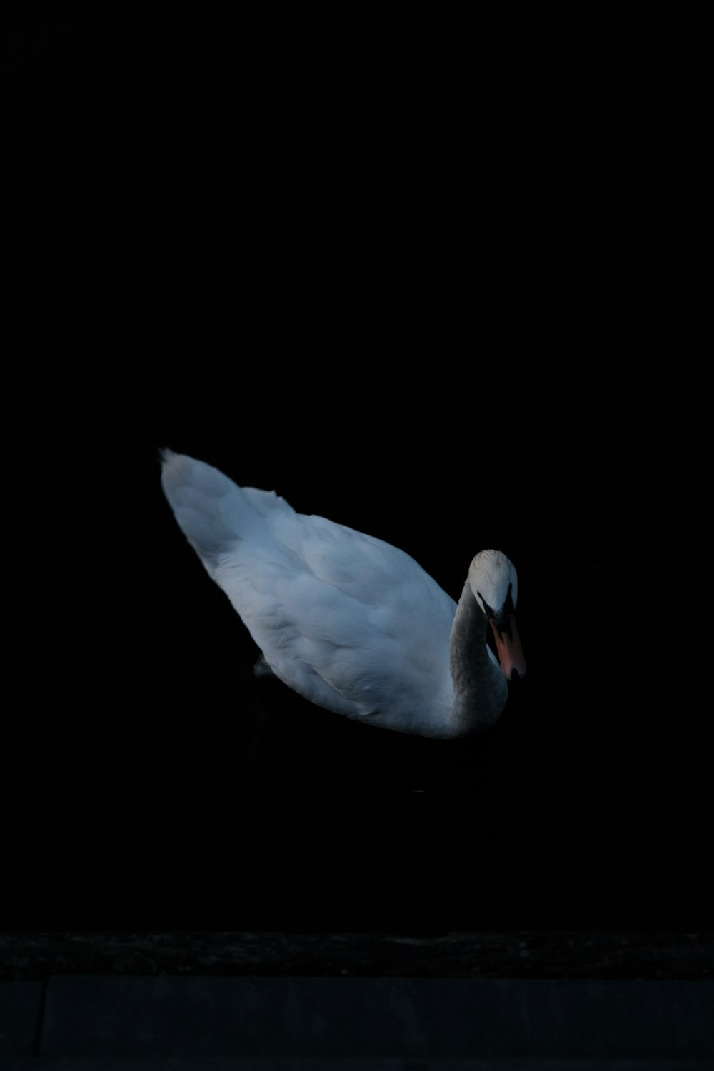 Ein weißer Schwan, der auf einem Gewässer schwimmt